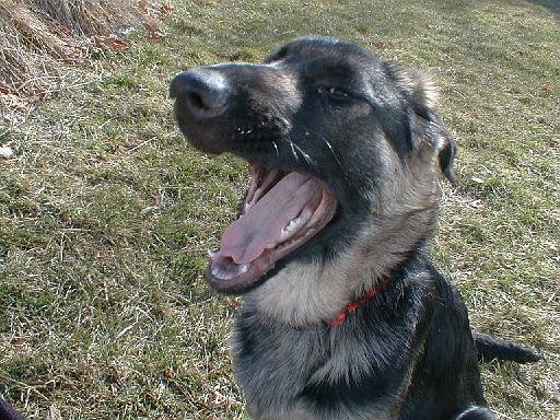 2003-00-00.reisa.yawn.1.fav.redford.mi.us 
