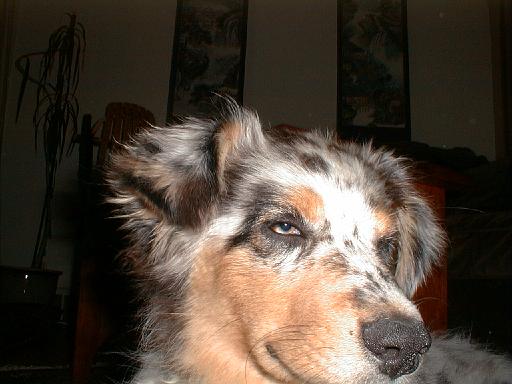 2003-00-00.sidnee.head_shot.09.redford.mi.us 