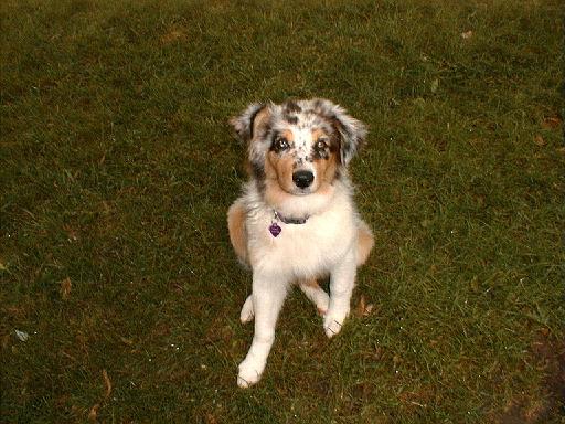 2003-00-00.sidnee.head_shot.grass.1.redford.mi.us 