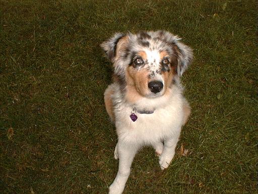2003-00-00.sidnee.head_shot.grass.2.redford.mi.us 