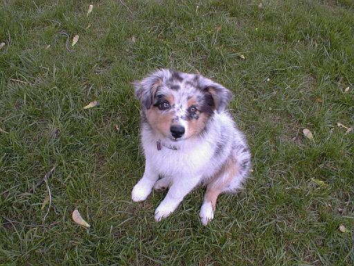 2003-00-00.sidnee.head_shot.grass.3.redford.mi.us 