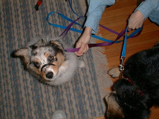 2003-00-00.sidnee.head_shot.leash.1.redford.mi.us 