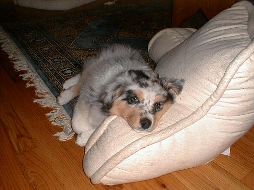 2003-00-00.sidnee.lying_down.01.fav.redford.mi.us 