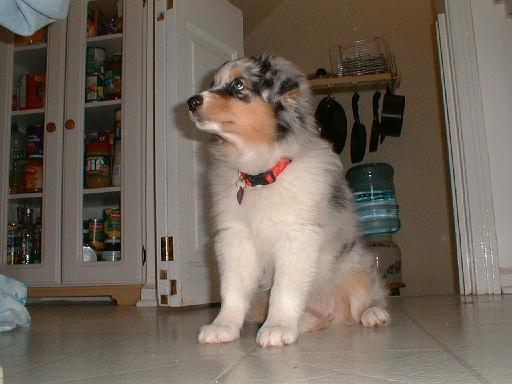 2003-00-00.sidnee.sitting.4.redford.mi.us 