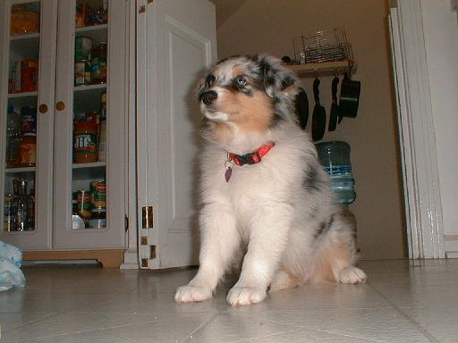 2003-00-00.sidnee.sitting.5.redford.mi.us 