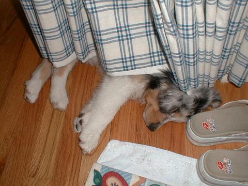 2003-00-00.sidnee.sleeping.under_drapes.1.redford.mi.us 