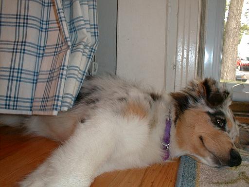 2003-00-00.sidnee.sleeping.under_drapes.2.redford.mi.us 