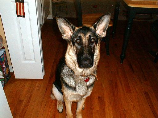 2003-11-00.reisa.head_shot.8.redford.mi.us 