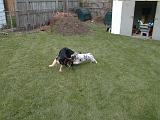 2003-00-00.reisa-sidnee.playing.stick.1.redford.mi.us.jpg