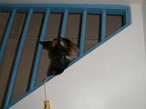 2003-00-00.reisa.watching.from.stairs.1.redford.mi.us.jpg