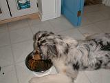 2003-00-00.sidnee.eating.1.redford.mi.us.jpg
