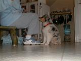 2003-00-00.sidnee.sitting.1.redford.mi.us.jpg