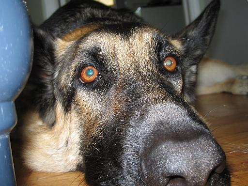 2005-06-06.reisa.lying_down.close_shot.1.livonia.mi.us 