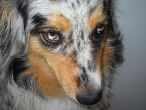 2005-06-06.sidnee.head_shot.close_shot.1.livonia.mi.us 