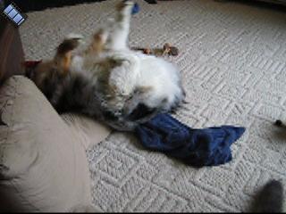 2005-06-18.sidnee.puppy_calisthenics.1.video.320x240-4.0meg.livonia.mi.us 