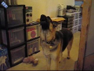 2005-09-05.reisa.howl.video.284x240-11meg.livonia.mi.us 