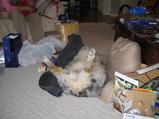 2005-12-25.sidnee.puppy_calisthenics.1.livonia.mi.us 