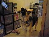 2005-09-05.reisa.howl.video.284x240-11meg.livonia.mi.us.mpg