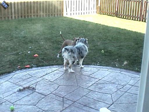 2006-12-10.sidnee-cocoa.video.720x480-6.9meg.livonia.mi.us 