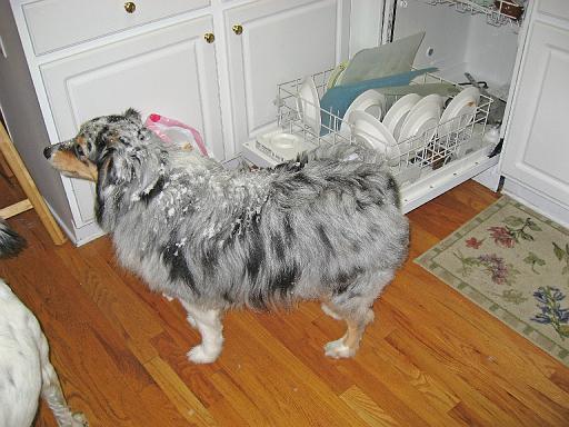 2008-01-02.snowy_dog.sidnee.03.livonia.mi.us 