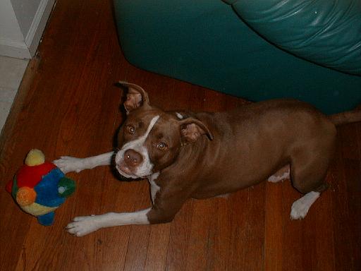 2003-00-00.cocoa.1.redford.mi.us 