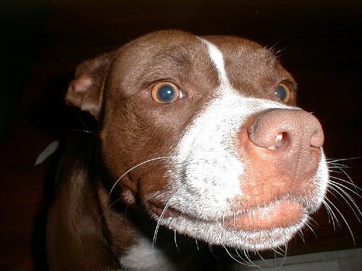 2003-00-00.cocoa.2.redford.mi.us 
