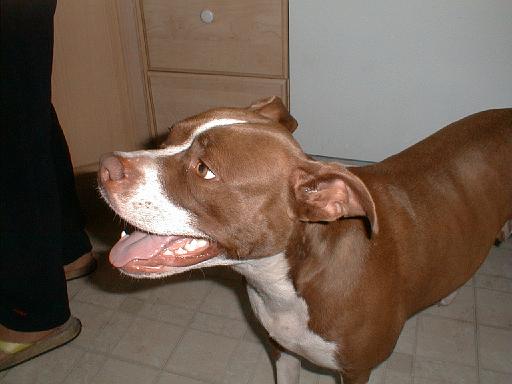 2003-00-00.cocoa.3.redford.mi.us 