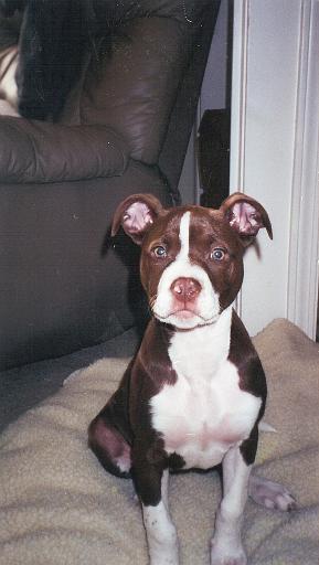 2003-00-00.cocoa.4.redford.mi.us 