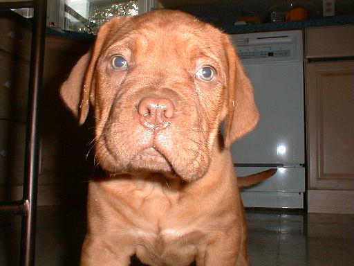 2003-00-00.fran.puppies.1.redford.mi.us 