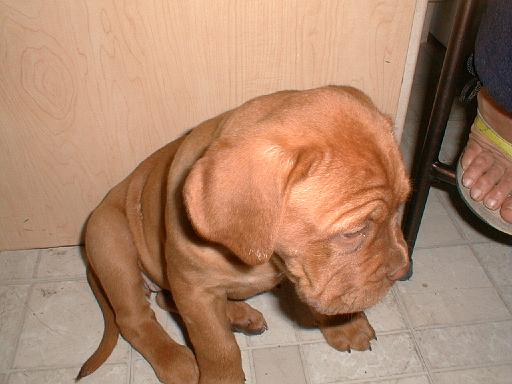 2003-00-00.fran.puppies.2.redford.mi.us 