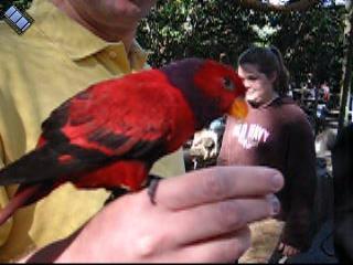 2004-12-27.aviary.kevin-snyder.busch_gardens.video.320x240-6.3meg.tampa.fl.us 