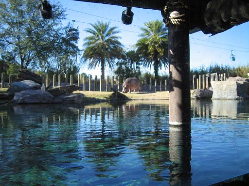 2004-12-27.fish.hippo.2.busch_gardens.tampa.fl.us 