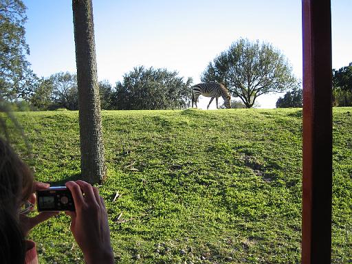 2004-12-27.safari_area.zebra.2.busch_gardens.tampa.fl.us 