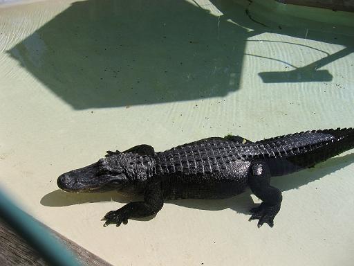 2006-12-27.gator.2.jungle_gardens.sarasota.fl.us 