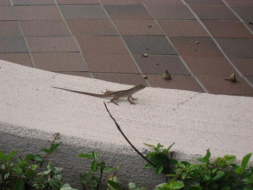 2006-12-23.clubhouse_pool.lizard.1.venice.fl.us 