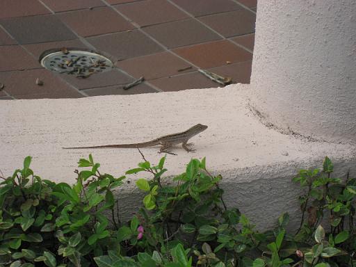 2006-12-23.clubhouse_pool.lizard.2.venice.fl.us 