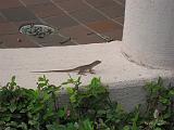 2006-12-23.clubhouse_pool.lizard.2.venice.fl.us.jpg