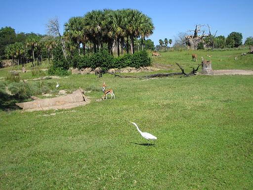 2006-10-24.safari.1.animal_kingdom.orlando.fl.us 