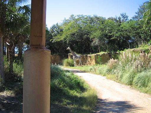 2006-10-24.safari.2.animal_kingdom.orlando.fl.us 