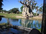 2006-10-24.safari.7.animal_kingdom.orlando.fl.us.jpg