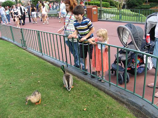 2007-12-23.feeding.ducks.03.seren-snyder.magic_kingdom.disney.orlando.fl.us 