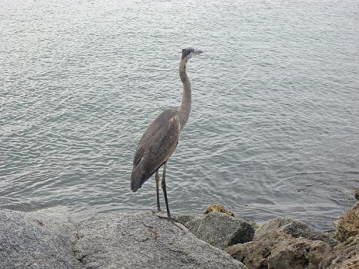 2007-12-24.jetty.bird.03.venice.fl.us 