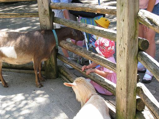 2008-06-30.zoo.05.ronan-seren-snyder.cincinnati_zoo.oh.us 