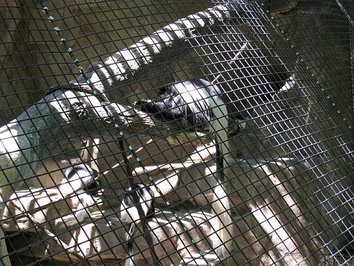 2008-06-30.zoo.17.monkey.cincinnati_zoo.oh.us 