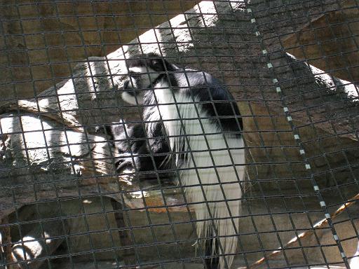 2008-06-30.zoo.18.monkey.cincinnati_zoo.oh.us 