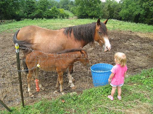 2008-07-04.deer_run_stables.13.seren-snyder.richmond.ky.us 