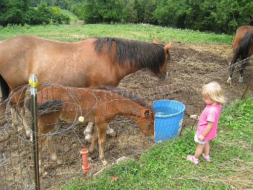 2008-07-04.deer_run_stables.14.seren-snyder.richmond.ky.us 