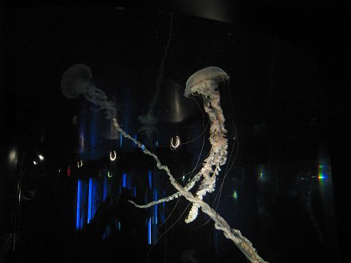 2008-04-11.new_england_aquarium.03.jelly_fish.boston.ma.us 