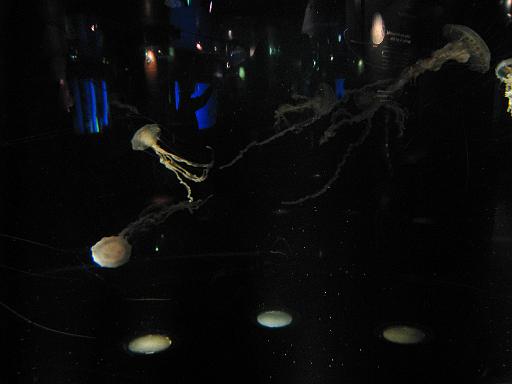 2008-04-11.new_england_aquarium.04.jelly_fish.boston.ma.us 