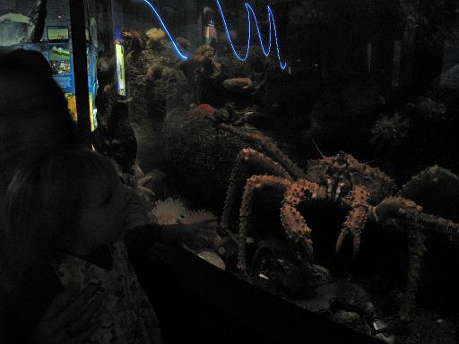 2008-04-11.new_england_aquarium.09.king_crab.boston.ma.us 
